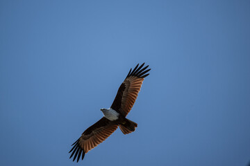 White-headed Fishing Sea Eagle hunting in Thailand