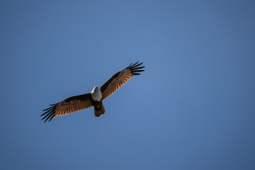 White-headed Fishing Sea Eagle hunting in Thailand