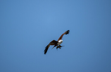 White-headed Fishing Sea Eagle hunting in Thailand