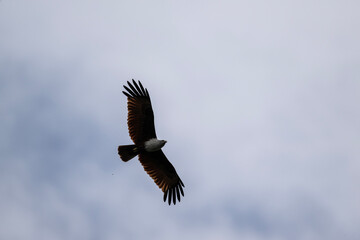 White-headed Fishing Sea Eagle hunting in Thailand