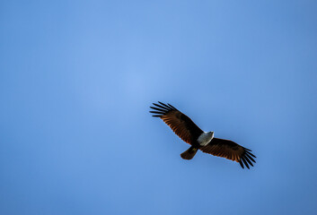 White-headed Fishing Sea Eagle hunting in Thailand