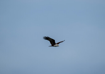 White-headed Fishing Sea Eagle hunting in Thailand