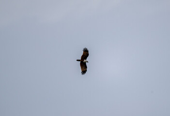 White-headed Fishing Sea Eagle hunting in Thailand