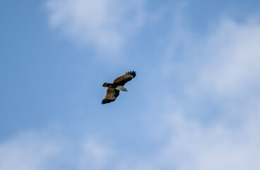 White-headed Fishing Sea Eagle hunting in Thailand