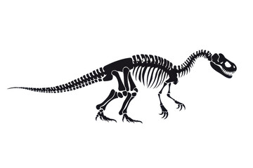 Fototapeta premium A detailed dinosaur skeleton in a dynamic pose, showcasing its bones and structure.