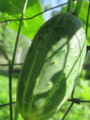 Zbliżenie na owoc ogórka © Kumulugma