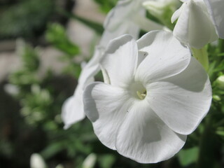 Zbliżenie na kwiaty rośliny z gatunku floks © Kumulugma