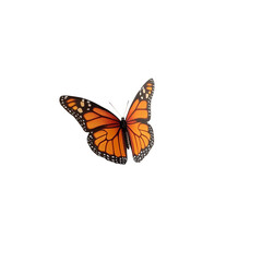 Obraz premium Monarch Butterfly in Flight: A vibrant monarch butterfly with its iconic orange and black wings gracefully floats in mid-air, showcasing the intricate details of its pattern.