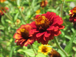 Zbliżenie na kwiat rośliny z gatunku cynia © Kumulugma