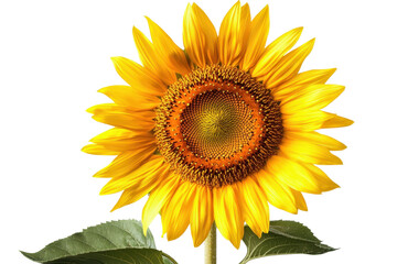 Fototapeta premium A vibrant sunflower with bright yellow petals and a textured brown center, complemented by green leaves.
