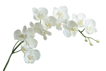A delicate arrangement of white orchids showcasing elegant petals and natural beauty.