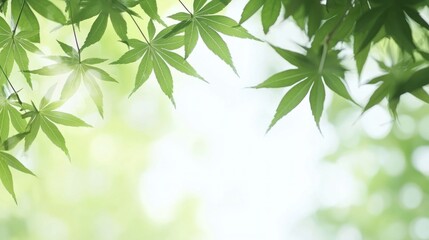 Obraz premium Fresh green leaves against a soft blurred background.