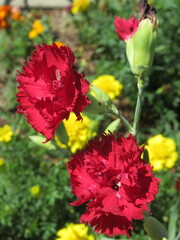 Zbliżenie na kwiat rośliny z gatunku goździk © Kumulugma