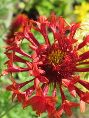 Zbliżenie na kwiat rośliny z gatunku Gaillardia © Kumulugma