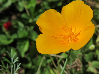 Zbliżenie na kwiat rośliny z gatunku Eschscholzia californica © Kumulugma