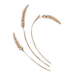 Grains of wheat in spikelets of yellow color as a symbol of harvest festival, bread and prosperity. The watercolor illustration is hand-painted on a transparent background