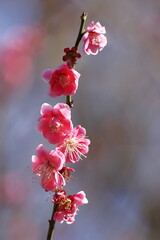 寒さに耐え気品よく咲く