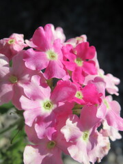 Zbliżenie na kwiat rośliny z gatunku werbena