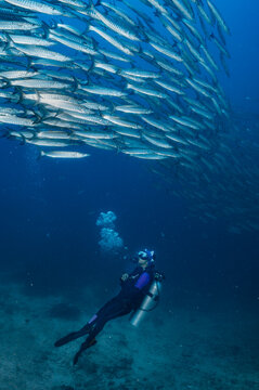 diver with shoal of barracuda in the Andaman Sea / Thailand