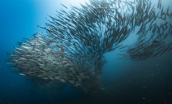 shoal of barracuda in the Andaman Sea / Thailand