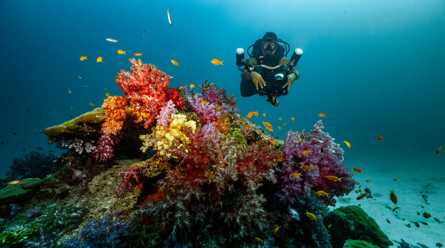 underwater photographer the tropical waters around the Similan islands