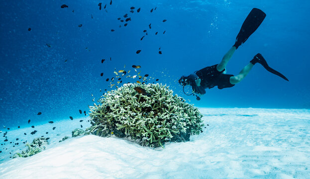 divers checking staghorn coral at the Similan Islands / Thailand