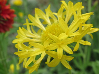 Zbliżenie na kwiat rośliny z gatunku Gaillardia © Kumulugma