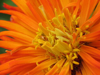 Zbliżenie na kwiat rośliny z gatunku cynia © Kumulugma