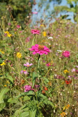 A vibrant field of wildflowers in full bloom. The dominant color is pink, with a variety of other colors such as yellow and white also present. The flowers are of different sizes and shapes, creating 