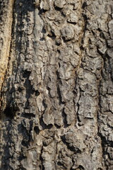 A close-up of a tree bark with a rough, textured surface. The bark is a dark brown color and has deep cracks that create a block-like pattern. The image gives a sense of age and natural beauty.