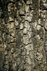 A close-up of a tree bark with a rough, textured surface. The bark is a dark brown color and has deep cracks that create a block-like pattern. The image gives a sense of age and natural beauty.
