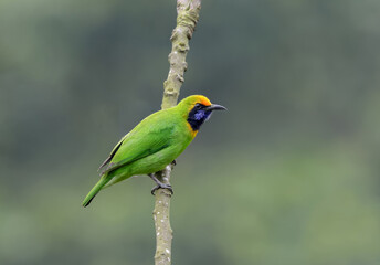Golden-fronted Leafbird on Tree. golden-fronted leafbird is found through much of India and mainland Southeast Asia. In China, pridii lives in southwestern and southern Yunnan.