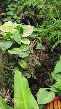 Blue Morpho Butterfly (Morpho peleides), one of the most iconic butterfly species in the rainforests of Central and South America. Green leaf near a dense patch of vegetation, which creates a serene 
