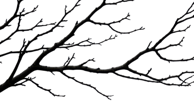 Detailed close-up of bare tree branches extending against a transparent background, showcasing the intricate natural patterns and textures of twigs and twigs without foliage.