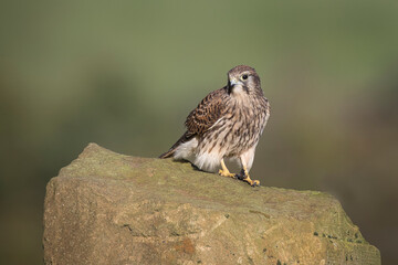 a close up portrait of an alert female kestrel as she in perched on a rock with her prey in her talons, A natural blurry background has space for text