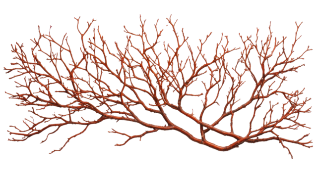 Detailed close-up view of vibrant red tree branch with fine natural texture showcasing intricate patterns, on white or transparent png