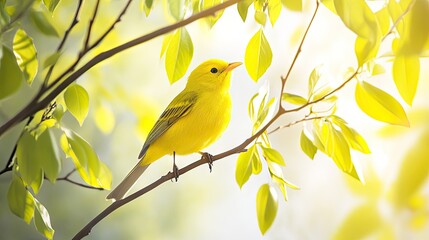 Obraz premium A vibrant yellow bird perched on a branch amidst lush green leaves, illuminated by soft light.
