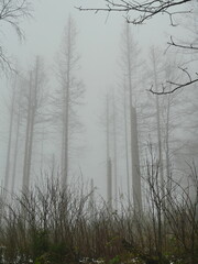 A destroyed spruce forest, marked by bark beetles and wildfires. The dead trunks in the fog create a mystical, sad, and contemplative atmosphere.  