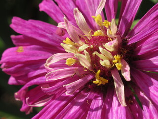 Zbliżenie na kwiat rośliny z gatunku cynia © Kumulugma