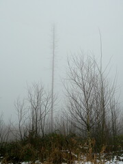 A destroyed spruce forest, marked by bark beetles and wildfires. The dead trunks in the fog create a mystical, sad, and contemplative atmosphere.  