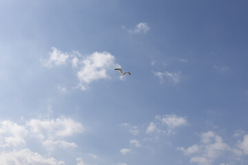 大空を飛ぶユリカモメ