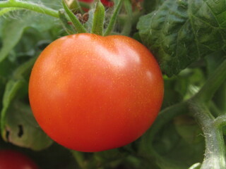 Zbliżenie na świeże owoce pomidora © Kumulugma