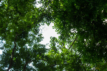 Sky in the forest