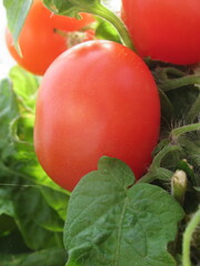 Zbliżenie na świeże owoce pomidora © Kumulugma