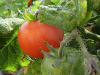 Zbliżenie na świeże owoce pomidora © Kumulugma