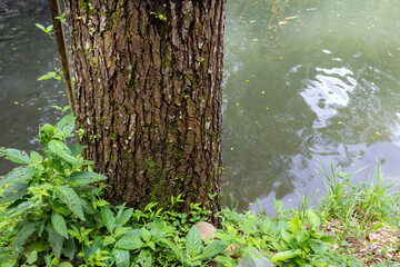 Mahogany Tree Texture at Riverbank in Rural Area