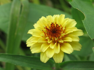 Zbliżenie na kwiat rośliny z gatunku cynia © Kumulugma