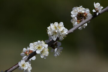 寒さに耐え気品よく咲く
