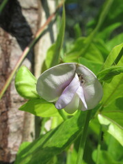 Zbliżenie na kwiat fasolnika chińskiego © Kumulugma