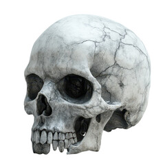 Minimalist White Skull Display, a stark and elegant representation of mortality, emphasizing form...